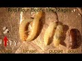 Red Flour Beetle - The 4 Life Stages