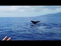 Maui Whale Watch Close Encounter