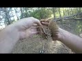 Rescuing a screech owl tangled in fishing line, New Jersey - 09/06/2015