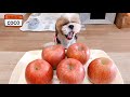 [시츄 코코] 사과 먹는 귀여운 시츄 강아지 🐶🍎😋 강아지 먹방 ASMR | Cute Shih Tzu dog eating apple✨