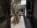 150y/o Olive Tree Inside $54M Mansion🤯