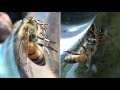 Louisiana Honey Bees @wallgreensfarm