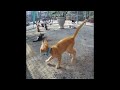 ❤️😻 Try Not To Laugh Dogs And Cats 😻😸 Best Funniest Animals Video 2024 # 24