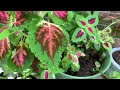 🍃 Indoor Plant Tour 2024: A glimpse of the Plant Varieties I have growing at home!