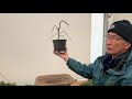 Making Willow Bonsai using Salix Tortuosa