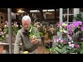 How to Care for and Maintain Phalaenopsis Orchids with Steve Hampson