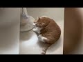 You Laugh You Lose😹Funniest Dogs and Cats 2024😻🐶