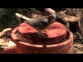 Make a Recirculating Bird Bath