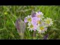 Relaxing music for spring - calming music reduce stress