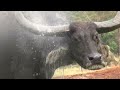 Rescued Buffalos Enjoy Cooling Off in the Water Fountain - ElephantNews
