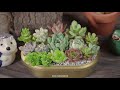 4 Succulent DIY Ideas & Recycling Old Things| 4 Ý tưởng trang trí sen đá | 多肉植物| 다육이들 | Suculentas