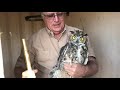 One Great Horned Owl's Lucky Break