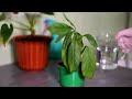 STOP Killing Your Peace Lily | 10 Mistakes and How to Fix Them