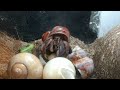 Hermit crab eating an apple!