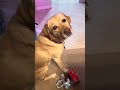 Service Dog Wesley opens his gifts