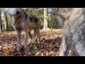 How to Boop a Pack of Wolves