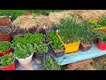 A garden in pots one month after sowing and planting