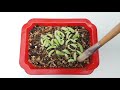 Como reproducir suculentas fácil y rápido / How to Propagate Succulents Easy n Fast CC English