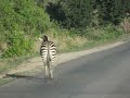 Zebra walking through Kariba town