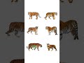 Types Of Tigers #YoutubeShorts #tigers Learn Types Of Tigers In English BalyanakTV