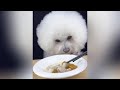 Cute Pomeranian Puppies Doing Funny Things #19 🐶 Cute and Funny Dogs 2024 - VN Pets
