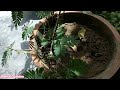 How To Grow And Care Mimosa Pudica Plant || Chui Mui Plant Complete Care | UrduHindi