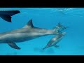 Aquarium 4K VIDEO (ULTRA HD) 🐠 Beautiful Coral Reef Fish 🐠 Relaxing Sleep Meditation Music #6