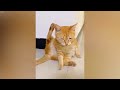 🐶 So Funny! Funniest Cats and Dogs 🙀🐕 New Funny Animals 2024 🐶