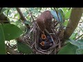 The four chicks have hardworking parents and are never short of food