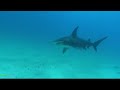 Best of Sharks  - Bahamas