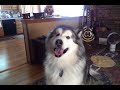 Avalanche Malamute excited to go to Grandma's