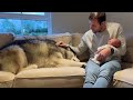 Giant Husky Meets Newborn Baby For The First Time!! (Cutest Ever!!)