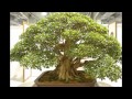 Bonsai Exhibition 2013 in Taipei Part 4 第十八回全國盆栽展