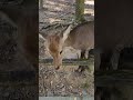 Deer in Nara Park, Japan #narajapan #naradeer #japan