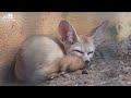 Verses Of Cuteness From The World Of Young Animals With Relaxing Music, Baby Animals 4K (60FPS)