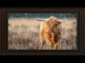 Framed TV Art - Scottish Cattle