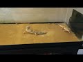 Leopard Gecko Dinner Time