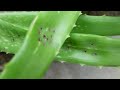 What Are the Causes of Aloe vera Black Spots and How To Avoid Them