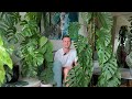 MONSTERA DUBIA  - 2 year transformation & care tips - Plant Spotlight