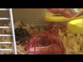 我的倉鼠🐹石雲（3）My Hamster Ham Ham3