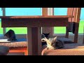 Kitties Relaxing