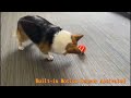 Interactive Dog Toys Ball