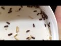 A Quick Guide to Culturing Rice Flour Beetles (Tribolium confusum)
