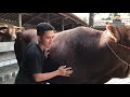 SAPI QURBAN JUMBO teman baru REYMOND & GARENG dkk