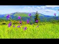 4K HDR Beautiful wildflowers in mountain landscape. The relaxing sound of mountain ambience.