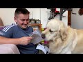 What does a Golden Retriever do when I watch a magazine [TRY NOT TO LAUGH]