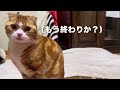 【君はだれ？】猫には見える・・何かが潜む！エコな遊びを楽しむスコティッシュみかん君！！