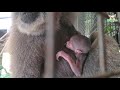 Endangered Baby Gibbon Born At Prague Zoo
