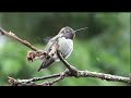 The Amazing World of Hummingbirds