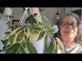 My RARE and COMMON HOYAS part 1 #hoya #plantlover #plants